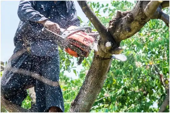 tree services Jonestown